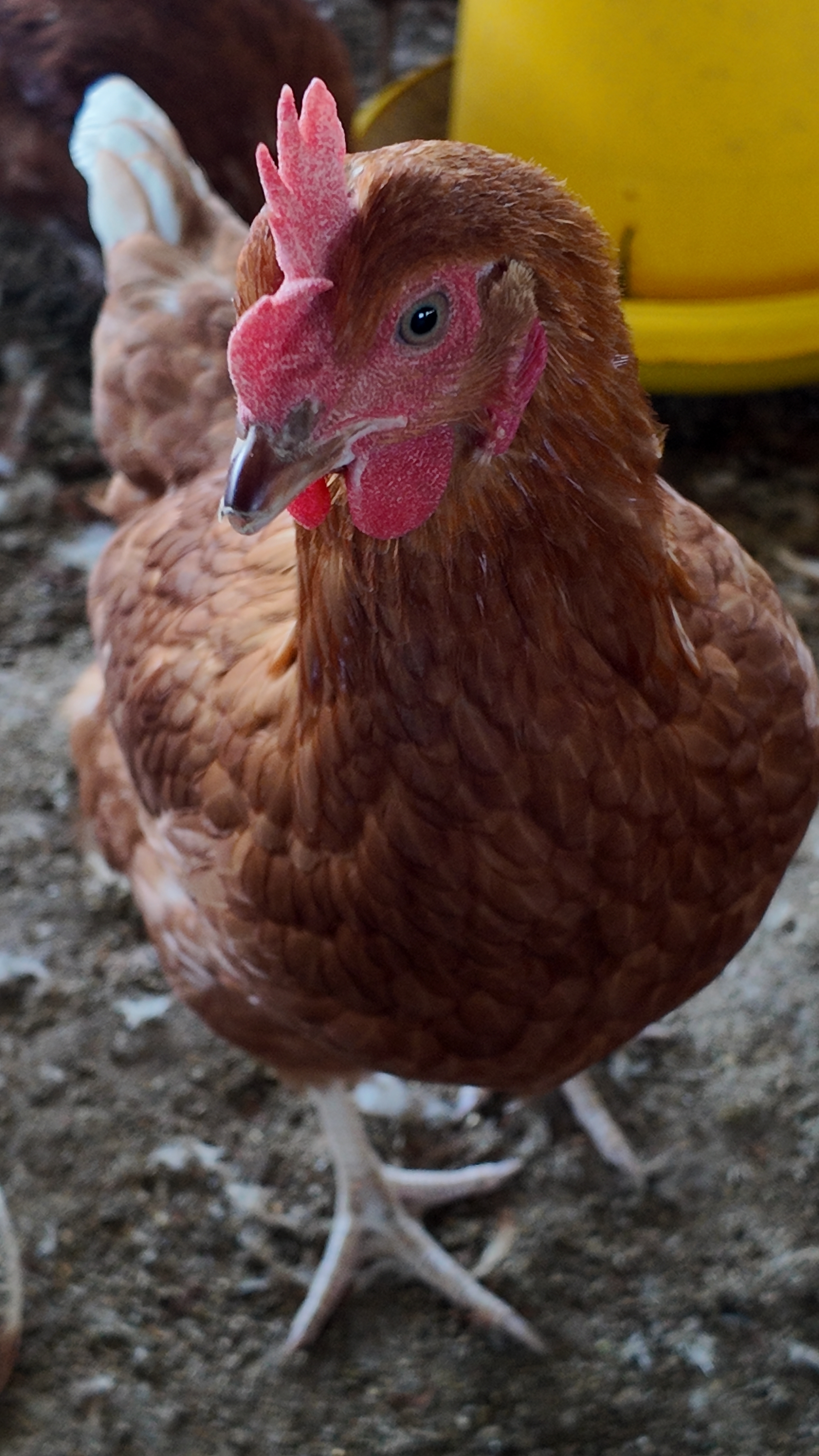 Smart feeding system